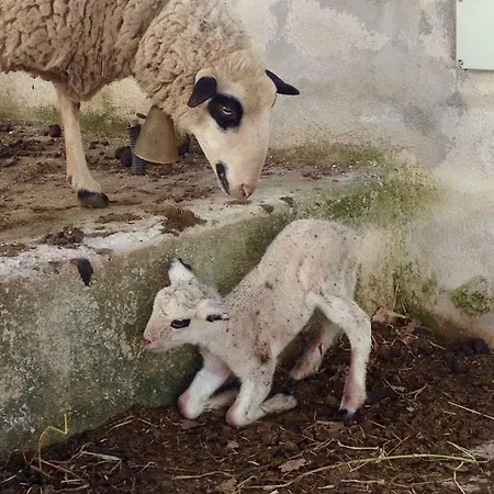 Tenuta Tedone Consolini * Ruvo di Puglia