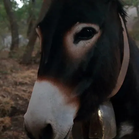 Tenuta Tedone Consolini Lantgård