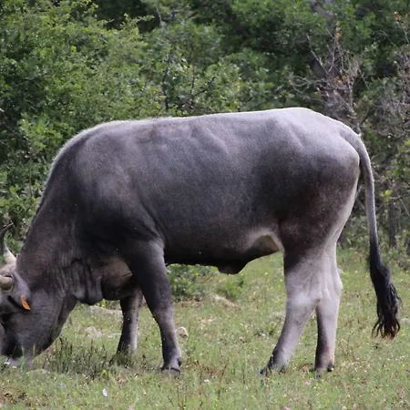 Tenuta Tedone Consolini Ruvo di Puglia