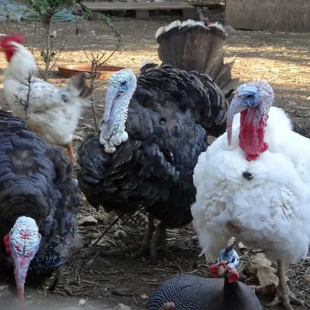 Tenuta Tedone Consolini Ruvo di Puglia