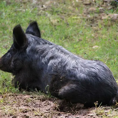 Tenuta Tedone Consolini * Ruvo di Puglia