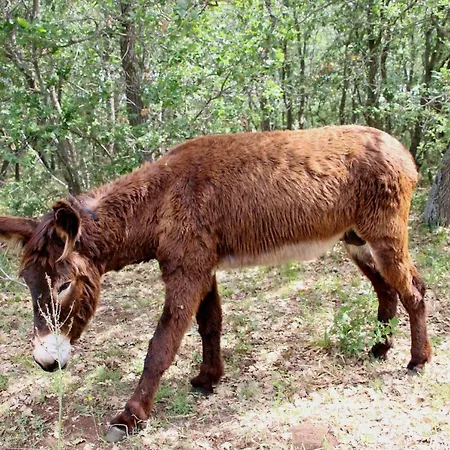 Tenuta Tedone Consolini Lantgård