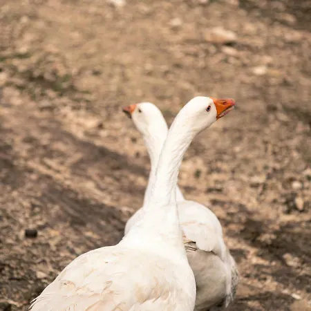 Tenuta Tedone Consolini *