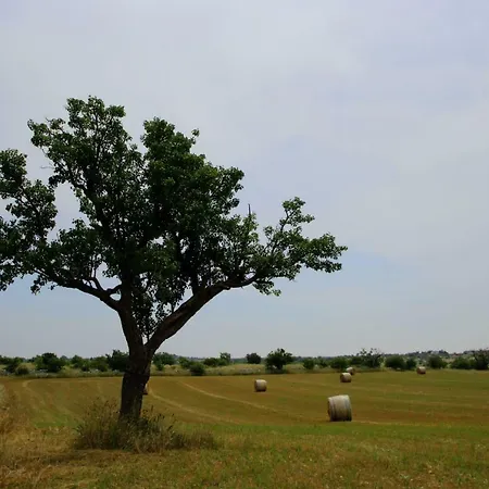 Tenuta Tedone Consolini *