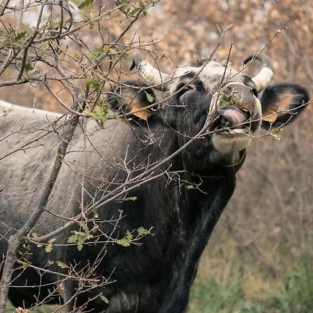 Tenuta Tedone Consolini