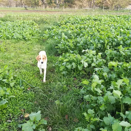 Tenuta Tedone Consolini