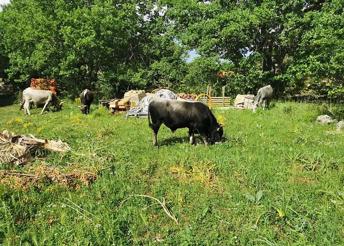 팜스테이 Tenuta Tedone Consolini