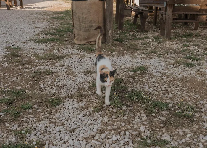 Tenuta Tedone Consolini *