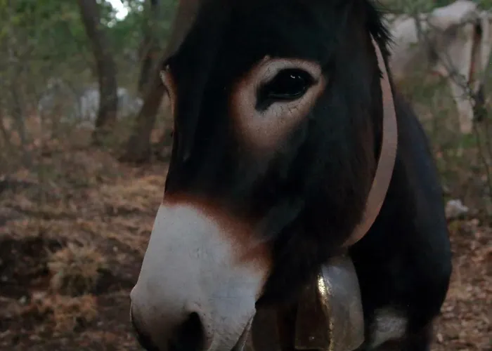 Tenuta Tedone Consolini 팜스테이