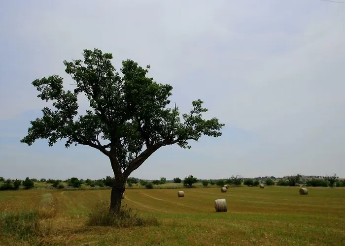 Tenuta Tedone Consolini *