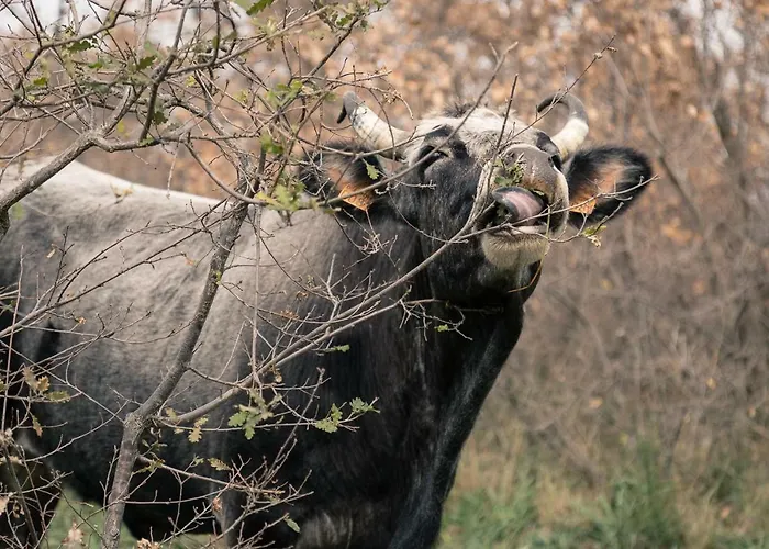 Tenuta Tedone Consolini