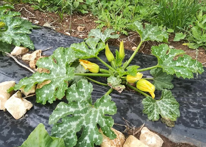 Tenuta Tedone Consolini 팜스테이