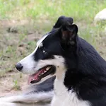 Tenuta Tedone Consolini *