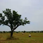 Tenuta Tedone Consolini *