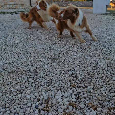 Vakantieboerderij Tenuta Tedone Consolini *