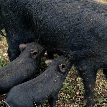 בית חווה Tenuta Tedone Consolini *