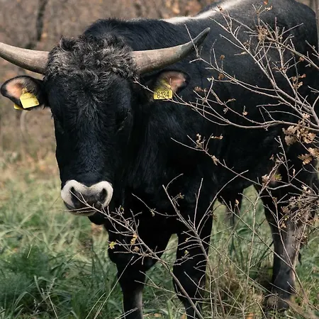 Tenuta Tedone Consolini בית חווה רובו די פוליה