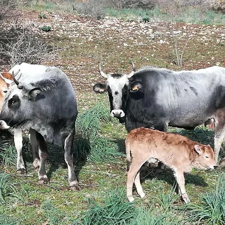 Vakantieboerderij Tenuta Tedone Consolini Ruvo di Puglia