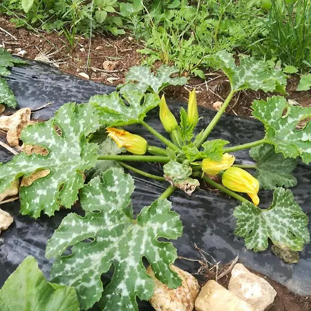 Tenuta Tedone Consolini בית חווה