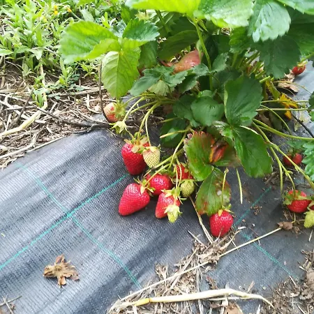 Tenuta Tedone Consolini *