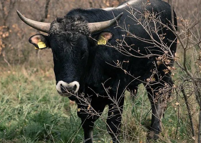 Tenuta Tedone Consolini Séjour à la ferme Ruvo di Puglia