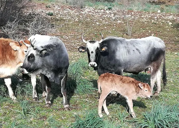 Séjour à la ferme Tenuta Tedone Consolini Ruvo di Puglia